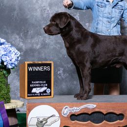 Labrador Retrievers from Retriever Run Labradors