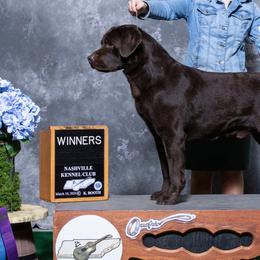 Labrador Retrievers from Retriever Run Labradors