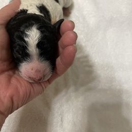 Poodle Puppies from Foxfire Hollow Standard Poodles