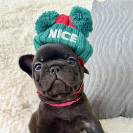 Prada - Brindle female French Bulldog puppy in Renton, Washington from Laurel Canyon Kennels