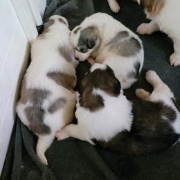 Cavalier King Charles Spaniel and Pyrenean Mastiff Puppies from Norfolk Heritage Farm