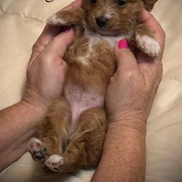 Peony - Apricot female Goldendoodle puppy in Newaygo, Michigan from West Michigan Doodles and Poodles