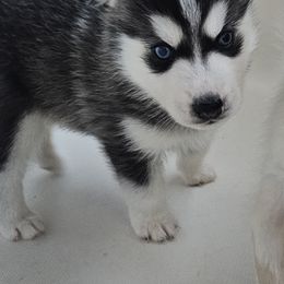 Pomsky Puppies from Peoria Pomskies