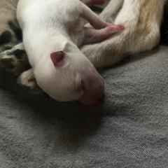 Alaskan Klee Kai Puppies from Kyrie Mulalley