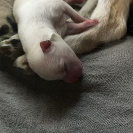 Alaskan Klee Kai Puppies from Kyrie Mulalley