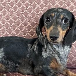 Tracy - Dachshund