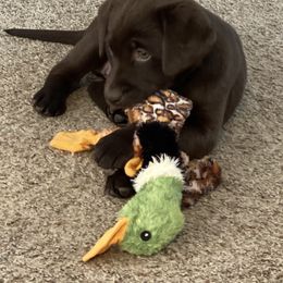 Golden Retriever and Labrador Retriever Puppies from North Coast Retrievers