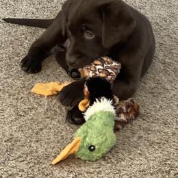 Golden Retriever and Labrador Retriever Puppies from North Coast Retrievers