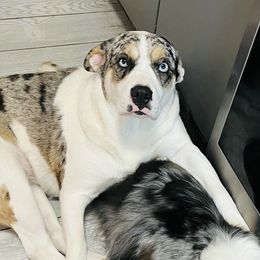 Fifi - Australian Shepherd