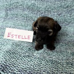 Estelle - Gold sable female Havana Silk Dog puppy in Marlboro, Vermont from Maplewood Silks