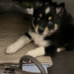 Pomsky Puppies from Lunar Pomskies