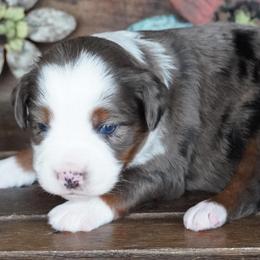 Blue Merle 1 - Blue merle male Miniature Australian Shepherd puppy in Lawton, Oklahoma from Lindsey’s Aussies