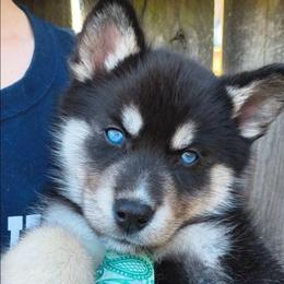 Ragnarök - Black tan and white male Siberian Husky puppy in Richland, Mississippi from Feazell’s Siberian Huskies