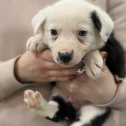 Green collar - Black and white male Border Collie puppy in Tallmadge, Ohio from Premier Dobermans