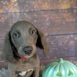 Chief - male Long Haired Weimaraner puppy in Evart, Michigan from Drehbar Weimaraners