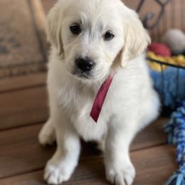 Golden Retriever and Jack Russell Terrier Puppies from Shelby Burleson's Golden Retrievers and Jack Russell Terriers
