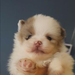 Lucky - 3,500 dollars - Chocolate merle male Pomeranian puppy in Amelia, Ohio from Boujee Puff Poms
