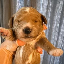 Boy 4 - Red  male Goldendoodle puppy in Bradenton, Florida from Christianna’s Mini Goldendoodles