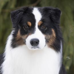 Australian Shepherds from Harmony Hill