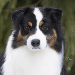 Australian Shepherds from Harmony Hill