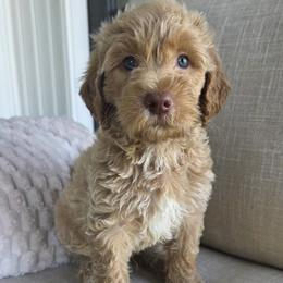 Peter - Cream male Goldendoodle puppy in Wauseon, Ohio from Medium Labradoodles 🐾