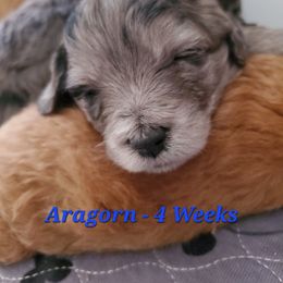 Aussiedoodle and Bernedoodle Puppies from Color Country Doodles