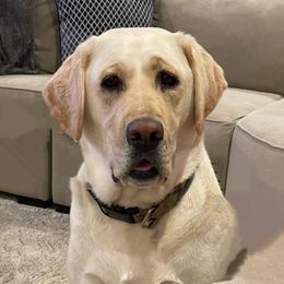 Hurley - Labrador Retriever