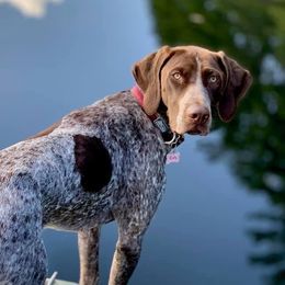Ruby - German Shorthaired Pointer