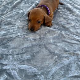 Mrs Purple - Dapple female Dachshund puppy in Gracemont, Oklahoma from Frank's Mini Doxies