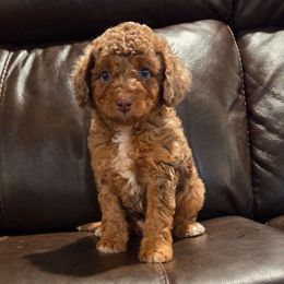 Charlie - Red merle male Aussiedoodle puppy in Haleyville, Alabama from The Cuddly Dood Ranch