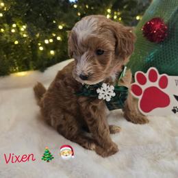 Vixen - Red  male Goldendoodle puppy in Bristol, Tennessee from 4goldendoodles