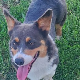 Rooster - Pembroke Welsh Corgi