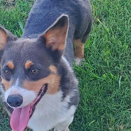 Rooster - Pembroke Welsh Corgi