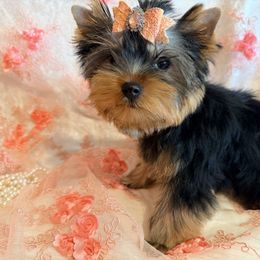 Patricia - Black and gold female Yorkshire Terrier puppy in Daggett, Michigan from Hetzel’s Enchanted Yorkies (Michigan)