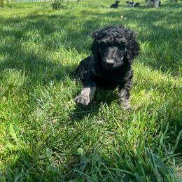 Soren - Phantom male Poodle puppy in Vaughn, Montana from 406 Poodles
