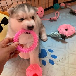 Siberian Husky Puppies from Canace Siberians