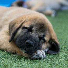 Anatolian Shepherd Dog Puppies from Fiddler’s Dream Anatolians