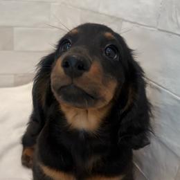 Waffles - Black and tan male Dachshund puppy in Callahan, Florida from Little Foot Kennels