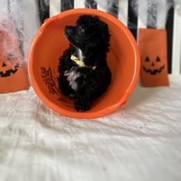 Poodle All Grown Up from Parti-Pawz