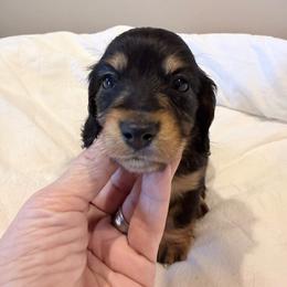 Link - Black and tan male Dachshund puppy in Town Creek, Alabama from PapaDox Miniature Dachshunds