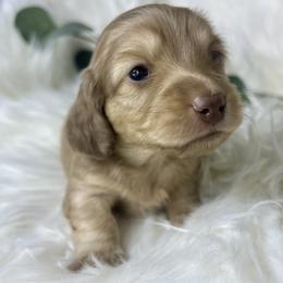 Chocolate and Cream - Chocolate and cream female Dachshund puppy in Nampa, Idaho from Long_and_Low_Dachshunds