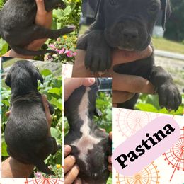 PASTINA - Black female Great Dane puppy in Bolivar, New York from Prophecy Danes
