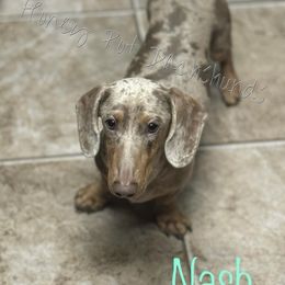 Nash - Dachshund