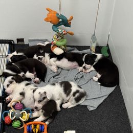 American Corgi, Cardigan Welsh Corgi, and Pembroke Welsh Corgi Puppies from DnD Corgis
