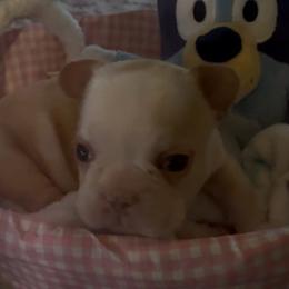 Orange collar - Cream male French Bulldog puppy in Roland, Oklahoma from Ruff it up frenchies