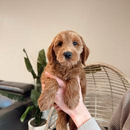 Brown Boy - Apricot male Goldendoodle puppy in Rio Linda, California from GoldendoodlePaw