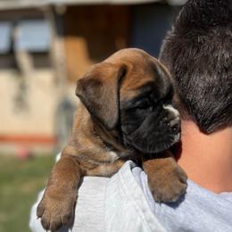 Cutie - Fawn female Boxer puppy in Pico Rivera, California from Euro boxers of SoCal