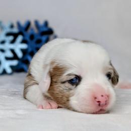 Lucy - Sable merle and white female American Corgi puppy in Clarksville, Tennessee from Cold Creek Family Farm LLC
