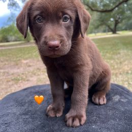 Orange - Chocolate male Labrador Retriever puppy in Husser, Louisiana from Kristen
