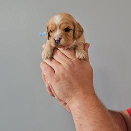 Twix - Apricot male Cavapoo puppy in South Jordan, Utah from Lucky Doodle Pups